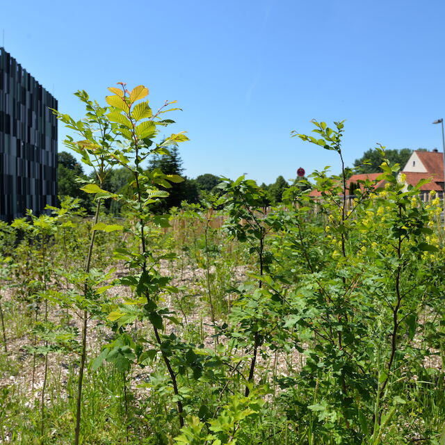 Der erste Sommer nach der Pflanzung der Bäume.