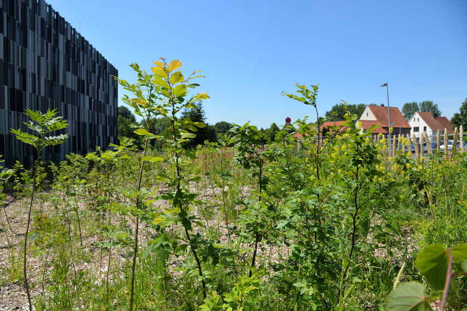 Der erste Sommer nach der Pflanzung der Bäume.