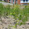 Der erste Sommer nach der Pflanzung der Bäume. Foto: Klinikum Herford