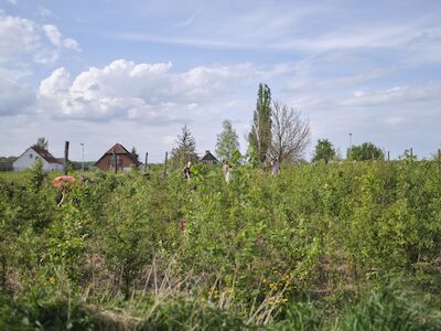 Ein Tiny Forest in Zichow in der Uckermark nach zwei Jahren Wachstum. Foto: MIYA - Fachverband zur Förderung der Miyawaki-Methode e. V.