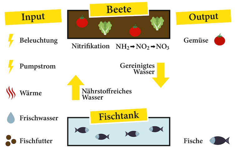 Schaubild zur Funktionsweise der Aquaponik. Grafik: Die Urbanisten e.V.