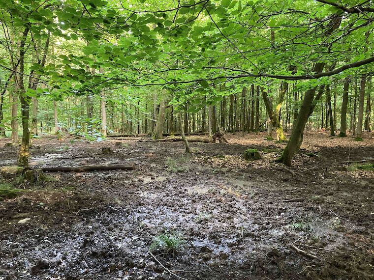 Das Projekt entfaltet Wirkung: Bereits wenige Wochen später befindet sich wieder mehr Wasser im Waldboden. Foto: Jennifer Weber, Kreis Soest