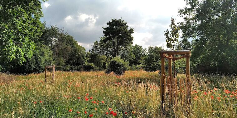 Blühwiesen auf dem Südfriedhof in Bonn. Foto: Bundesstadt Bonn – Amt für Umwelt und Stadtgrün