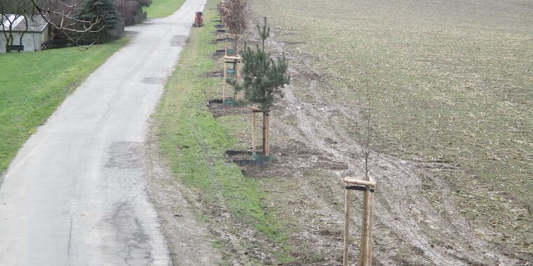 Pflanzung von Baumreihen in Remscheid. Foto: Frank Stiller