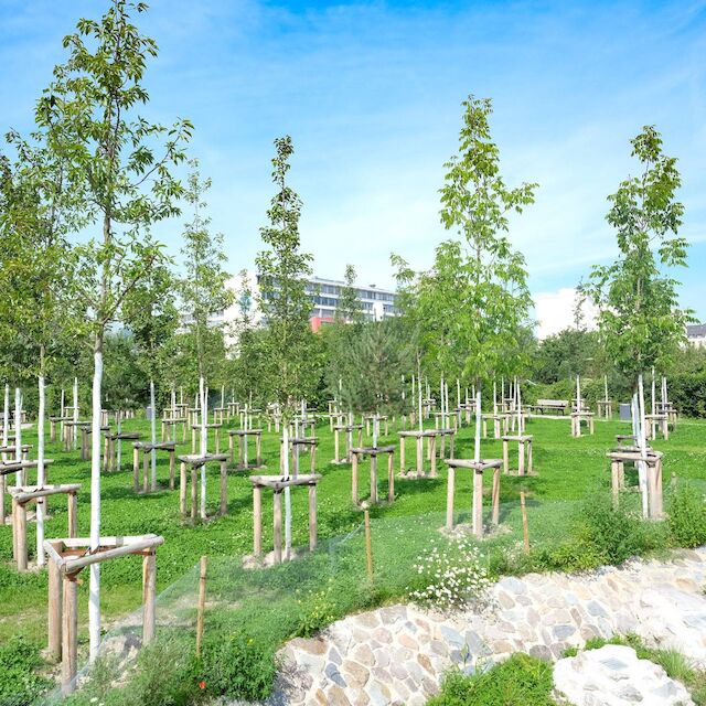 Pocketpark mit Mini-Wäldchen in Düsseldorf-Flingern.