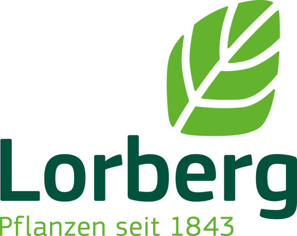 Lorberg